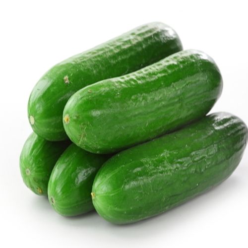 Sizes 8-12cm Natural and Healthy High Fibre Green Fresh Cucumber