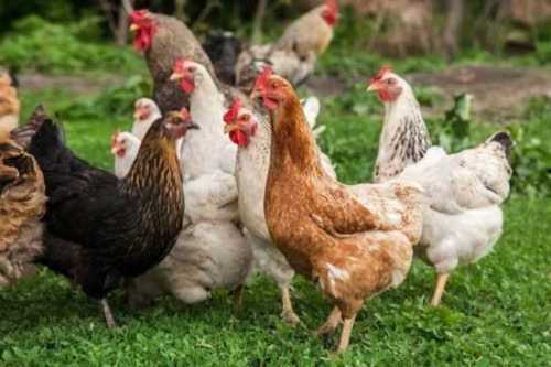 Mixed Country Gavthi Hens For Poultry Farming