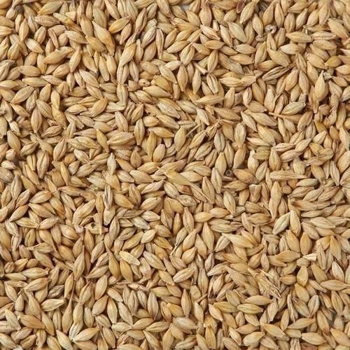 Brown Barley Seeds For Animal Feed, 100 % Natural, Hulled Barley Variety, Natural Cultivation, Natural Color, Trusted Quality, Pack Size : 50 Kg