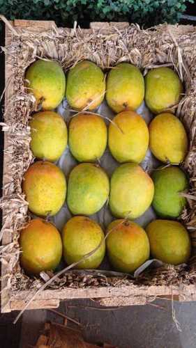 Export Quality Fresh Ratnagiri Mangoes