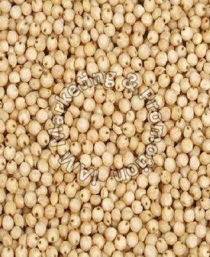 Natural Fresh Jawar (Sorghum) Seeds Origin: India