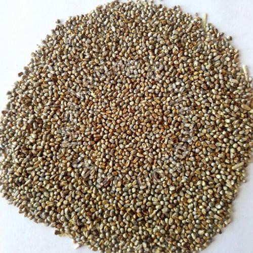 Natural Fresh Millet Seeds for Cattle Feed