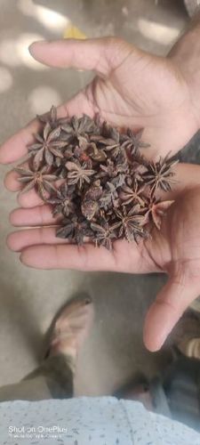 Natural Fresh Star Anise for Cooking
