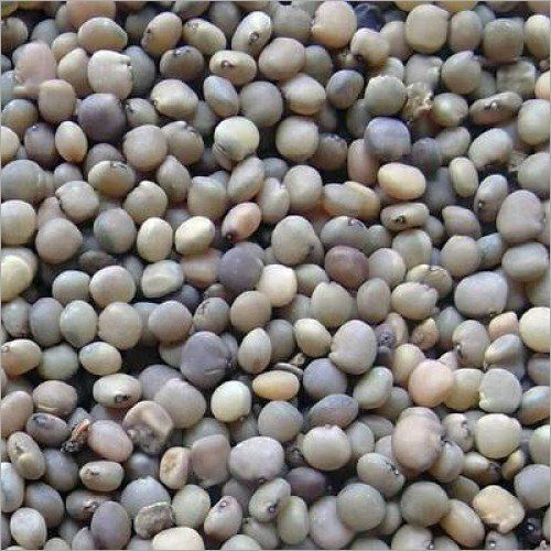 Sri Ganganagar 100 % Natural Guar Seeds, Optimum Quality, Natural Color Grade: A Grade