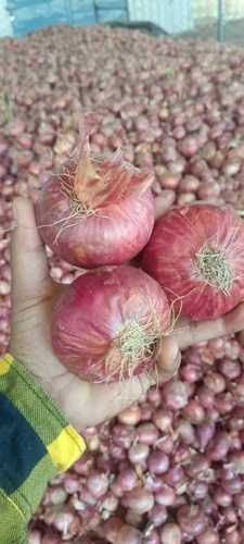 Wholesale Price Fresh Onion