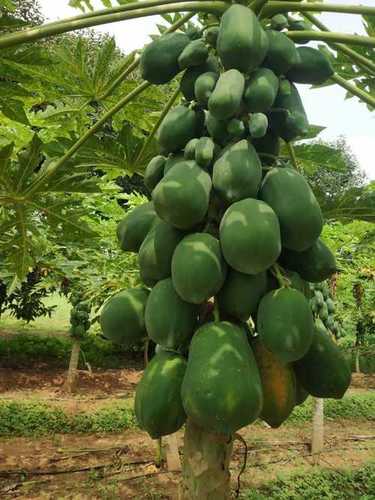 Wholesale Price Fresh Papaya