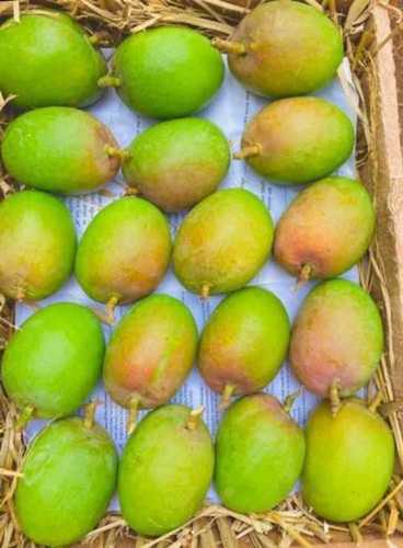 Common Yellow And Green Fresh Hapus Ratnagiri Mangoes