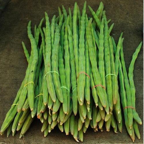 Floury Texture Natural Taste Healthy Green Fresh Drumsticks