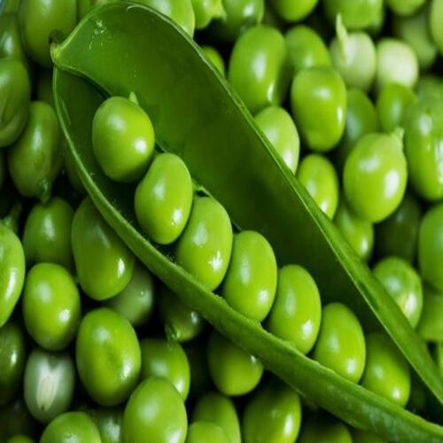 Healthy Nutritious Delicious Natural Taste Fresh Green Peas Shelf Life: 5-7 Days