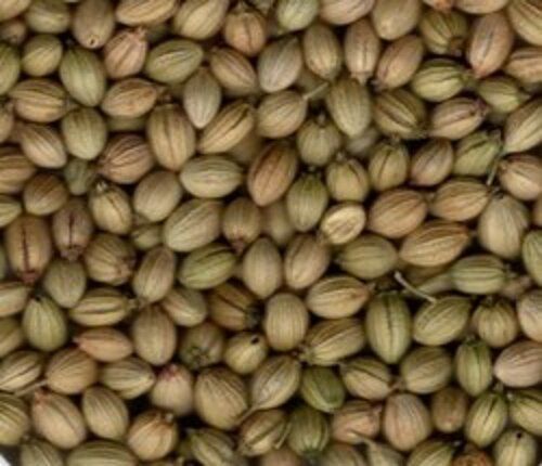 Natural Coriander Seeds for Cooking