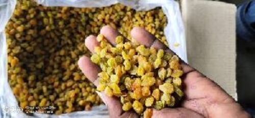 Natural Fresh Small Golden Raisins