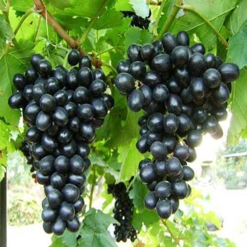 Vitamin A 2% Vitamin C 6% Fresh Natural Sweet Juicy Taste Healthy Black Grapes