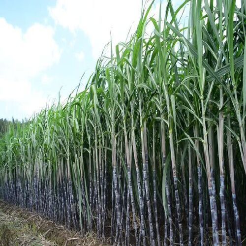 Highly Nutritious Natural Sweet Taste Healthy Fresh Sugarcane Shelf Life: 6 Months