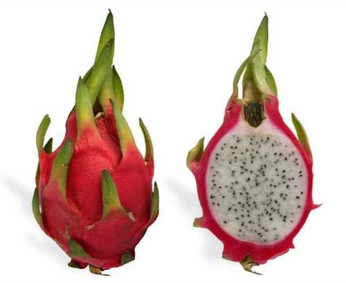 Organic Pink Color Fresh Dragon Fruit