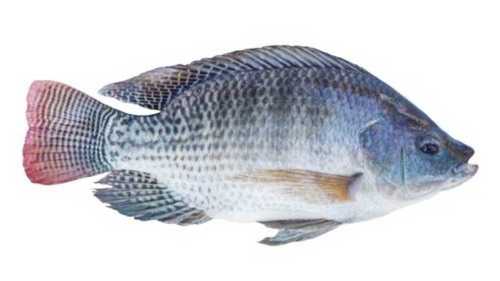 Shiny Silver Fresh Tilapia Fish