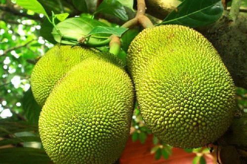 No Artificial Flavor Nutritious Healthy Natural Green Fresh Jackfruit