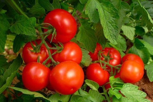 Vitamin C 14mg Potassium 237mg Mild Flavor Natural Taste Healthy Red Fresh Tomato