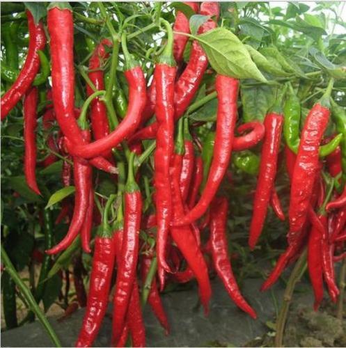 Calcium 33% Spicy Natural Taste Rich In Color Fresh Red Chilli Grade: Food Grade