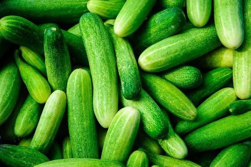Healthy To Eat Natural Taste Organic Green Fresh Cucumber