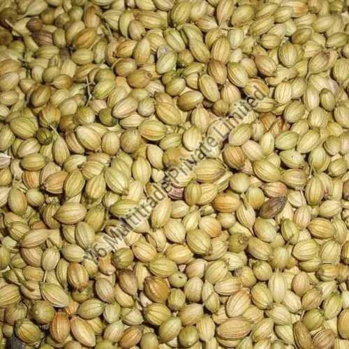 Natural Coriander Seeds for Cooking