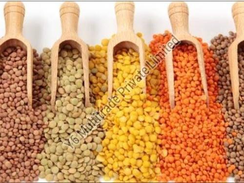 Natural Fresh Masoor Dal for Cooking