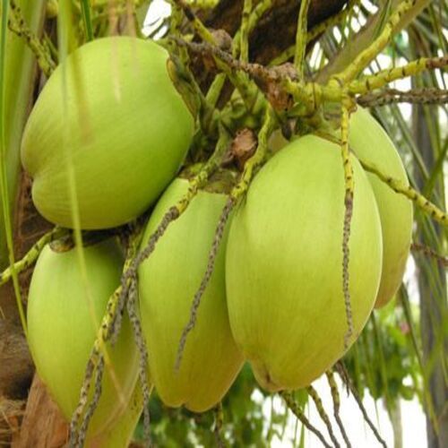 Organic Natural Taste Healthy Fresh Green Tender Coconut