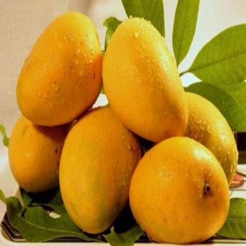 Potassium 168mg Carbohydrates 15g Delicious Sweet Taste Healthy Yellow Fresh Mango