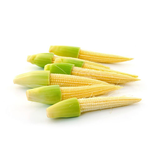 Natural Fresh Baby Corn for Food