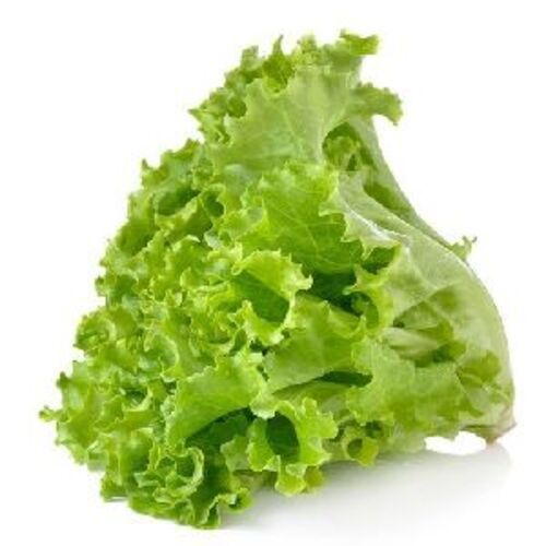 Natural Fresh Green Lettuce For Cooking Preserving Compound: Cool & Dry Places