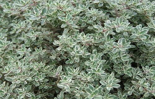 Natural Green Fresh Thyme Leaves