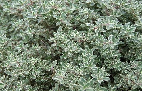 Natural Green Fresh Thyme Leaves Grade: Food Grade