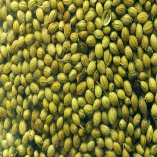 Natural Taste and Healthy Dried Green Coriander Seeds