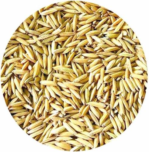 High Nutritional Content Paddy Seeds