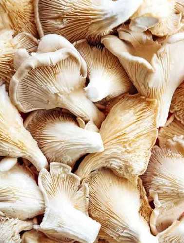 Organic Light Brown Oyster Mushroom