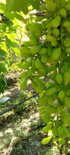 Organic Human Consumption Green Grapes