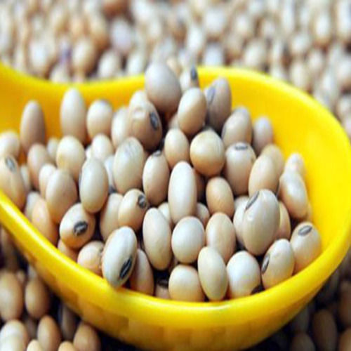 Low In Saturated Fat FSSAI Certified Natural Taste Healthy Soybean Seeds