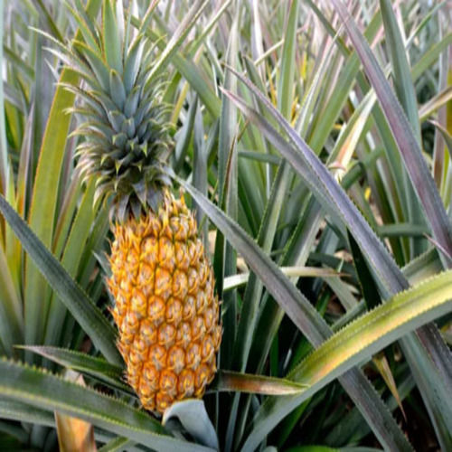 Vitamin A 1% Vitamin C 3% Healthy Juicy Delicious Sweet Natural Taste Fresh Pineapple Size: Standard