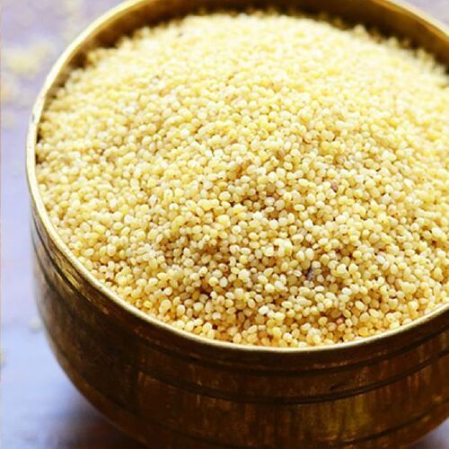 Yellow Natural Fresh Foxtail Millet Seeds 