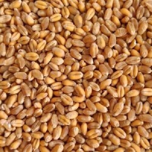 Natural Fresh Golden Wheat Seeds