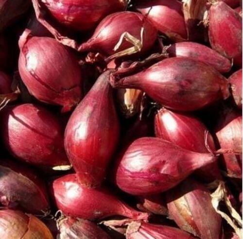 Natural Fresh Shallot Onion For Cooking Preserving Compound: Cool & Dry Places