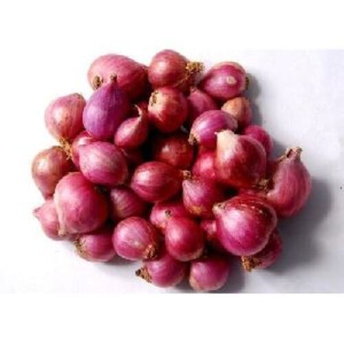 Natural Fresh Small Onion for Cooking