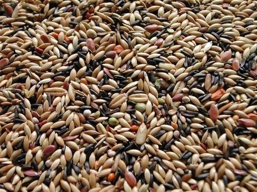 Highly Pure Canary Seed Cas No: 814-94-8