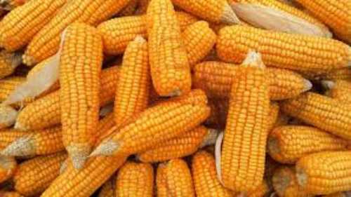 Organic Human Consumption Yellow Maize