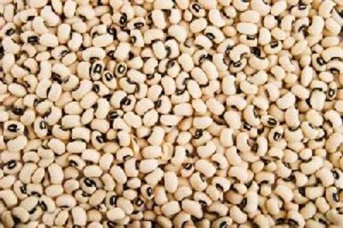 White Natural Fresh Black Eyed Peas For Cooking