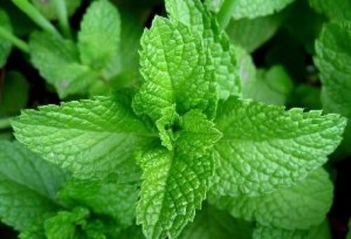 Natural Fresh Mint Leaves for Cooking