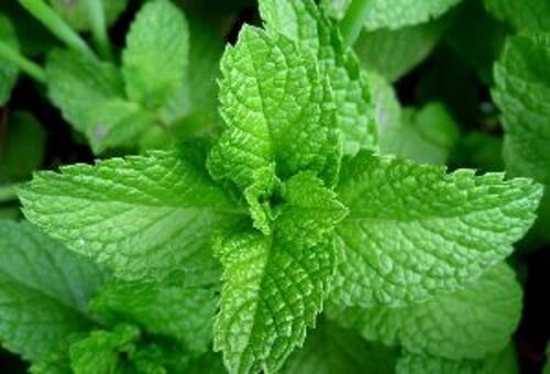 Green Natural Fresh Mint Leaves For Cooking