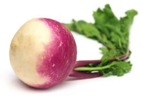 Natural Fresh Turnip for Cooking