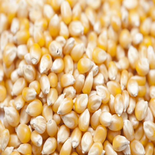 Organic Yellow Corn Seeds - Food Grade, Sun Dried, Very Good Quality | Natural Taste, Non Harmful for Cattle and Human Consumption