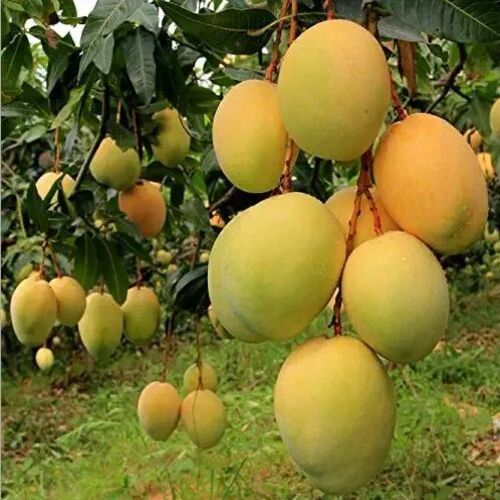 Purity 100% Delicious Sweet Taste Healthy Organic Yellow Fresh Mango
