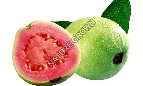 Fresh Natural Guava Fruits